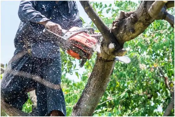 tree services Lovell